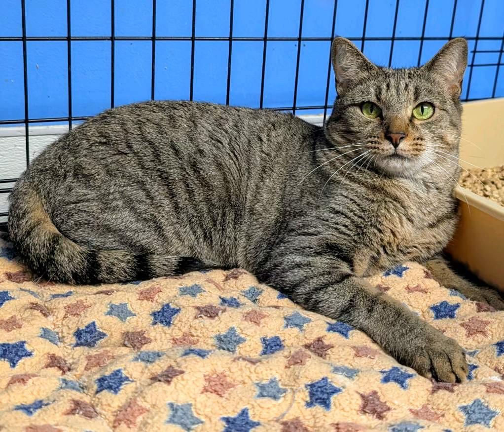 Enlarge Gypsy, a Adoptable mixed breed in Ellijay, GA image 6/6