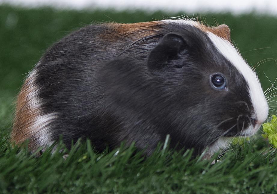 Turtle the guinea pig, ADOPTABLE, Baby Male Guinea Pig.