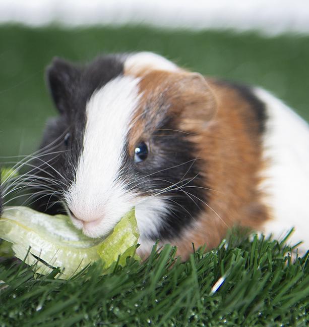 Turtle the guinea pig, a ADOPTABLE Guinea Pig in Chicago, IL image 2/4