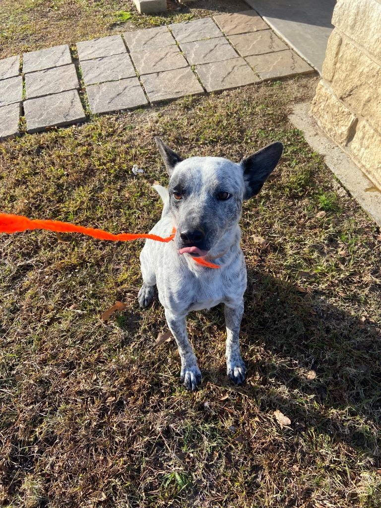 Dog Kennel #16 Charlie, Adoptable, Adult Male Australian Cattle Dog / Blue Heeler & Mixed Breed.