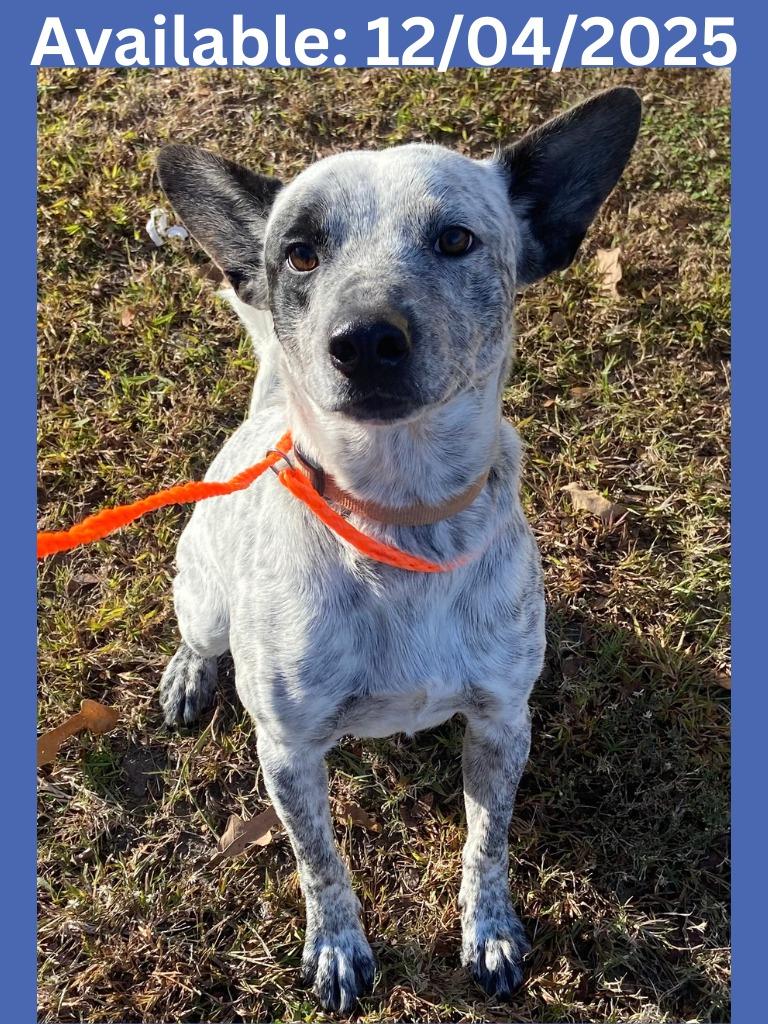 Enlarge Dog Kennel #16 Charlie, a Adoptable mixed breed in Greenville, TX image 2/4
