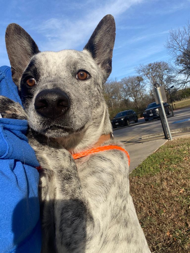 Enlarge Dog Kennel #16 Charlie, a Adoptable mixed breed in Greenville, TX image 3/4