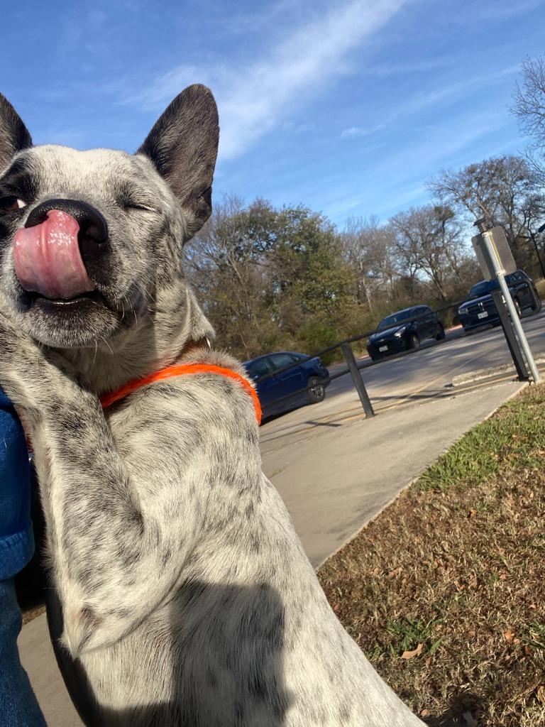 Enlarge Dog Kennel #16 Charlie, a Adoptable mixed breed in Greenville, TX image 4/4