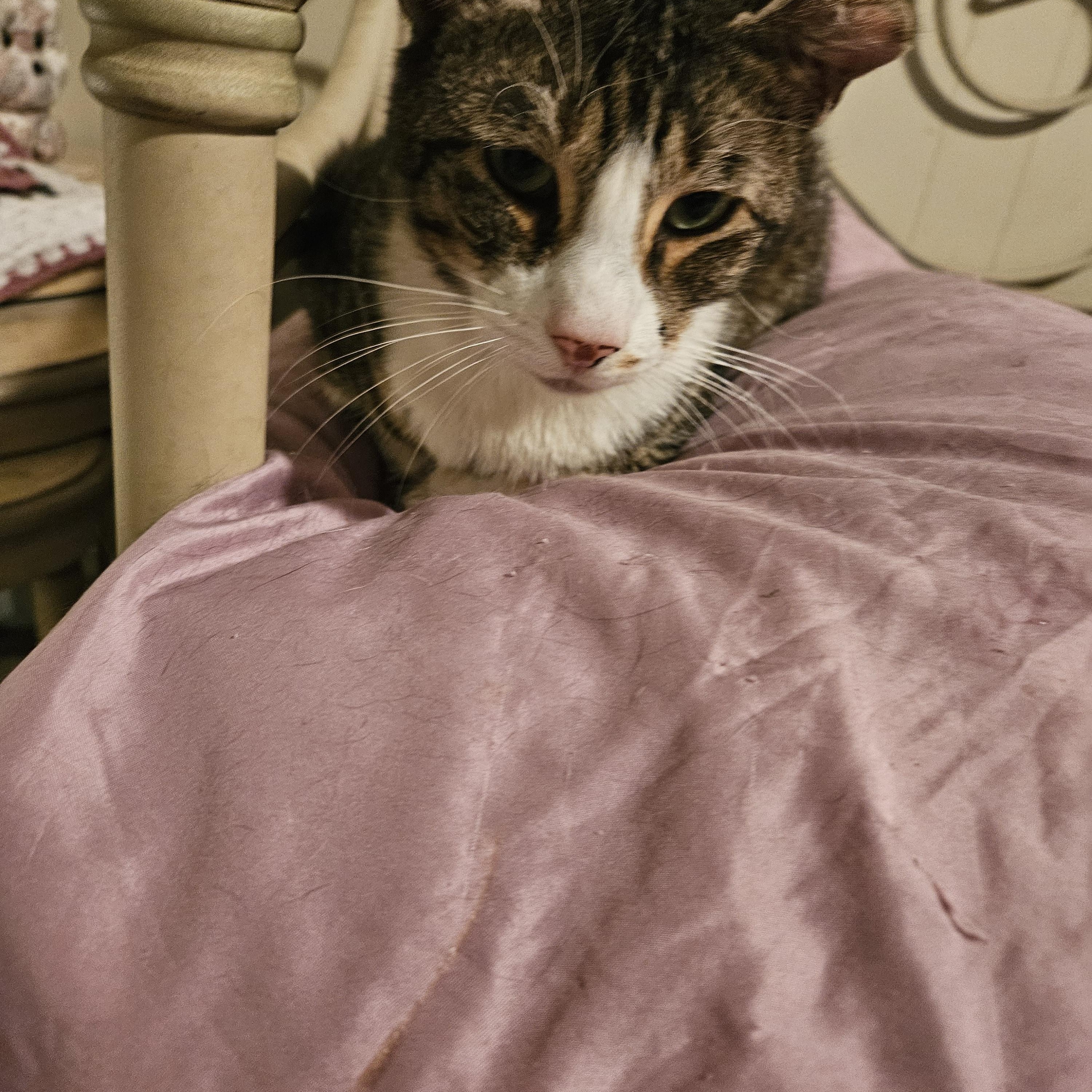 Scout, a Adoptable Domestic Short Hair in Mansfield, PA image 1/3