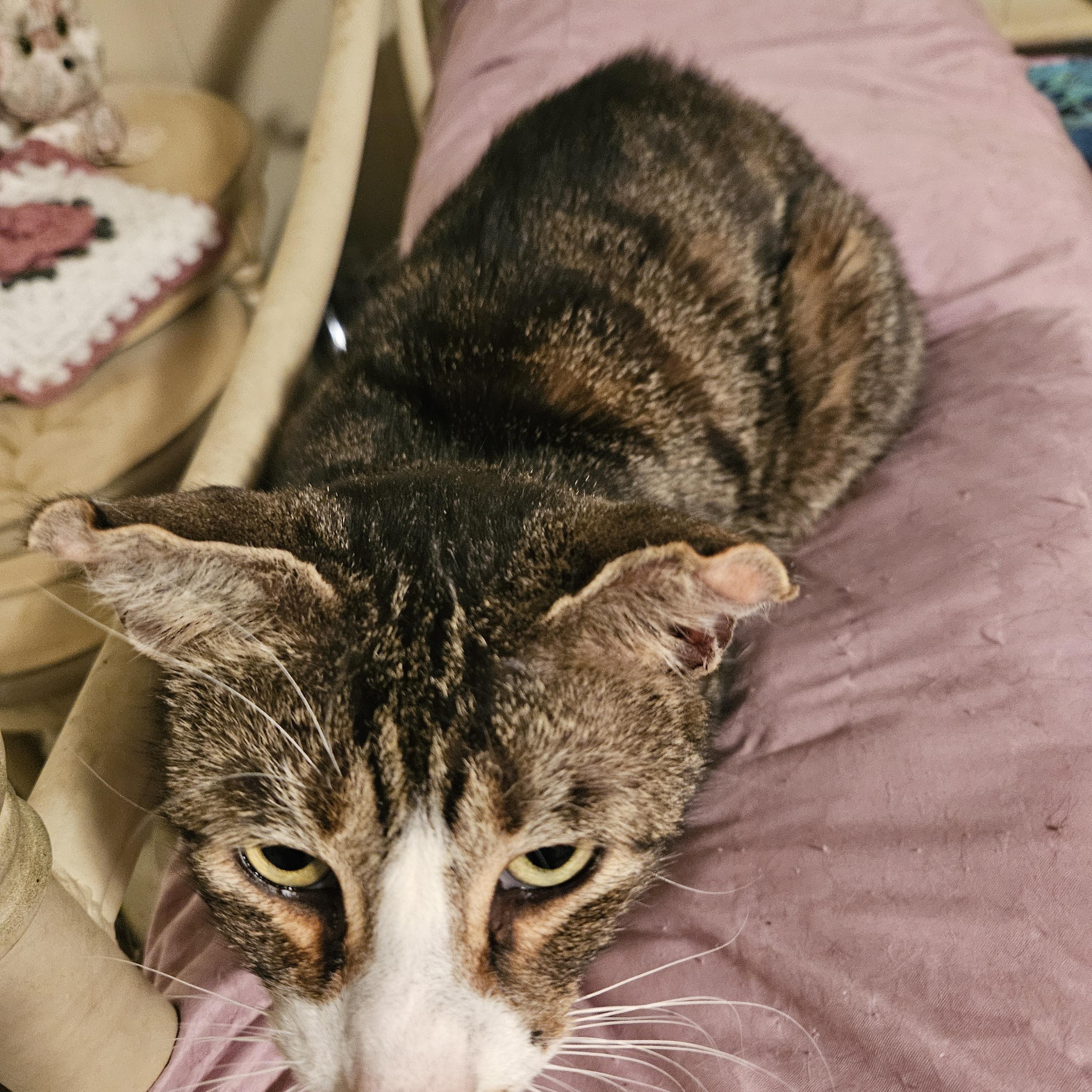 Scout, a Adoptable Domestic Short Hair in Mansfield, PA image 2/3