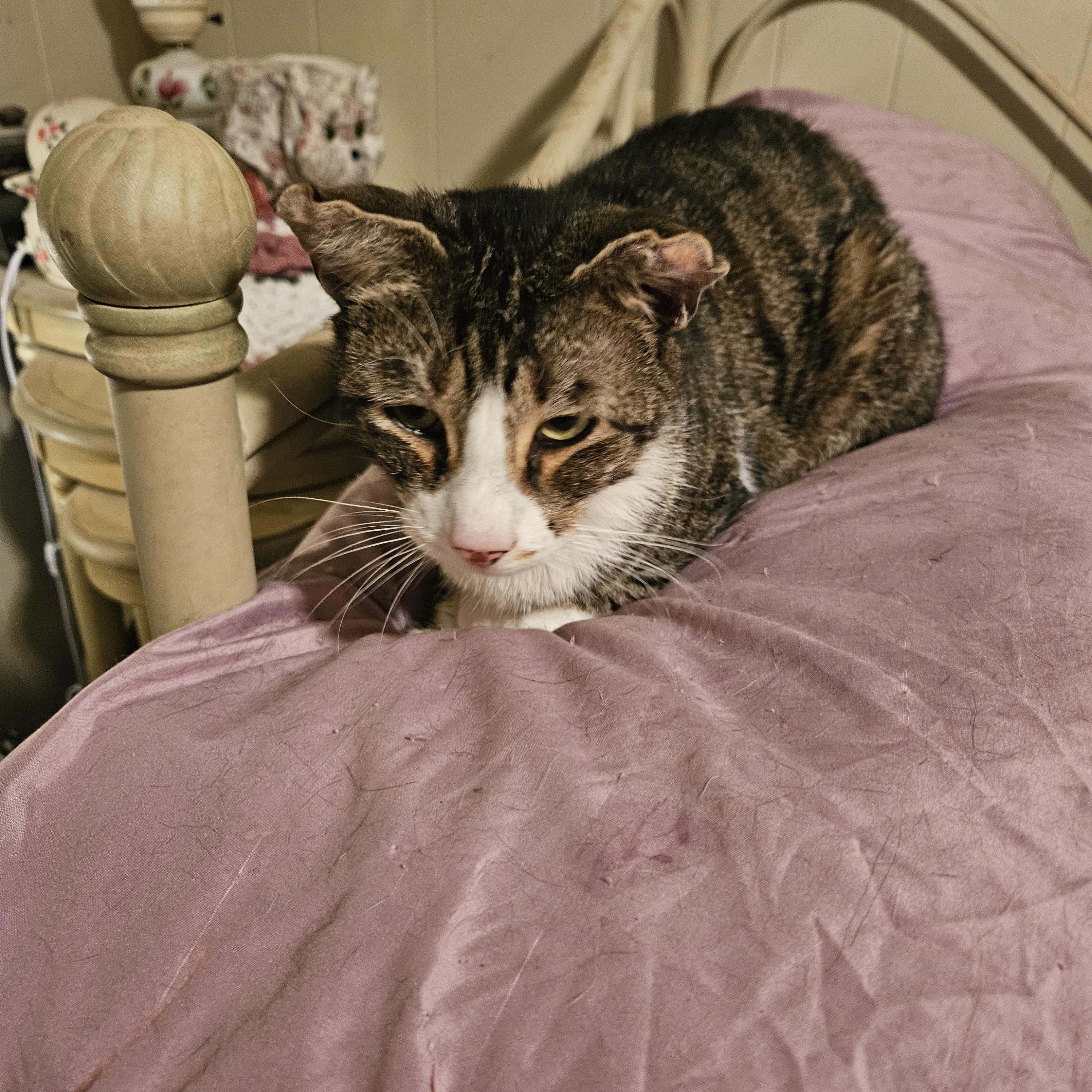 Scout, a Adoptable Domestic Short Hair in Mansfield, PA image 3/3