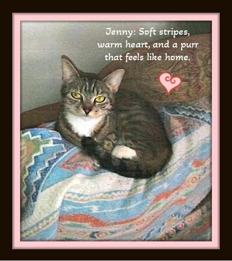 Enlarge Meet Jenny – Your Pint-Sized Pillow Buddy, a Adoptable Domestic Short Hair in Winston Salem, NC image 1/2