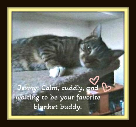 Enlarge Meet Jenny – Your Pint-Sized Pillow Buddy, a Adoptable Domestic Short Hair in Winston Salem, NC image 2/2