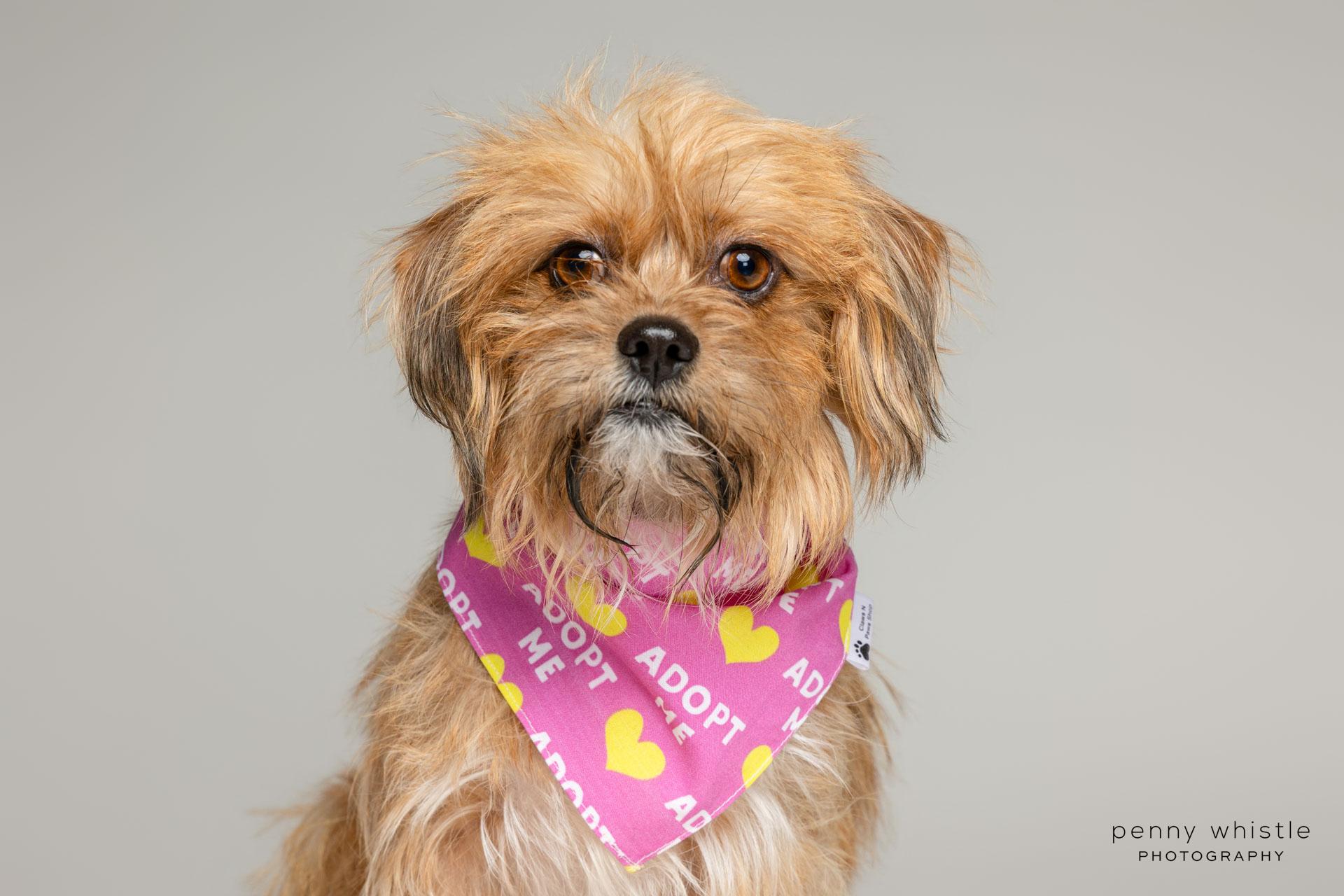 Rags, Adoptable, Young Female Lhasa Apso & Terrier.