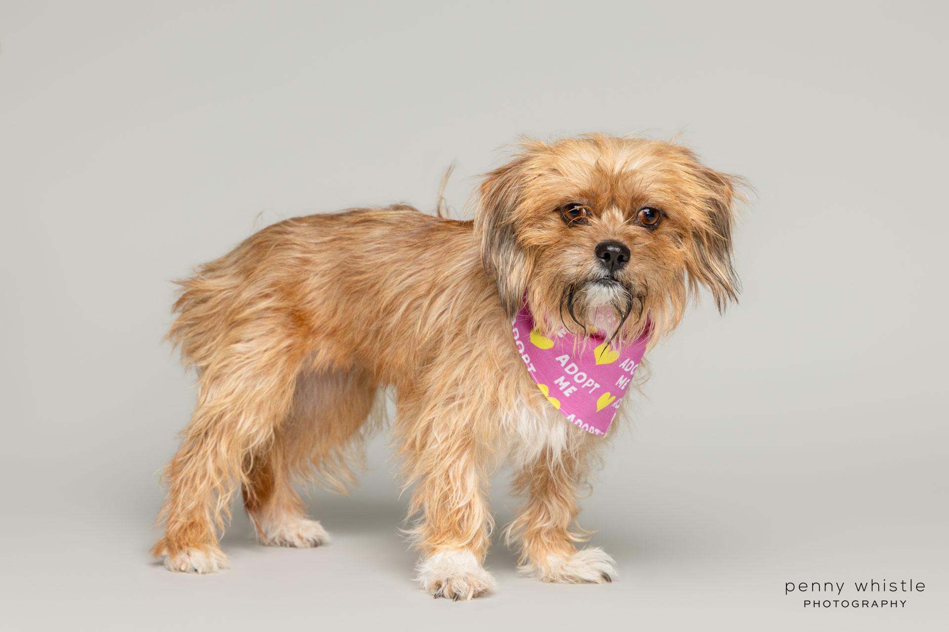 Rags, a Adoptable mixed breed in Coppell, TX image 2/2