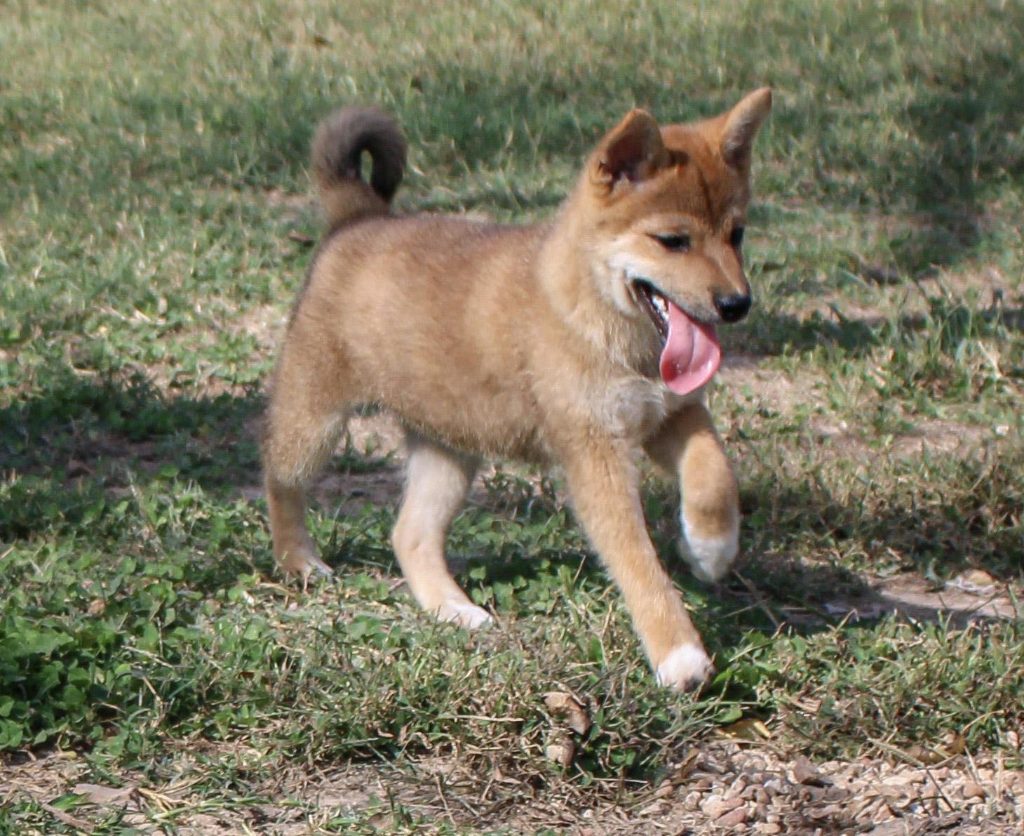 Enlarge Monty, a Adopted Shiba Inu in Neosho, MO image 1/3