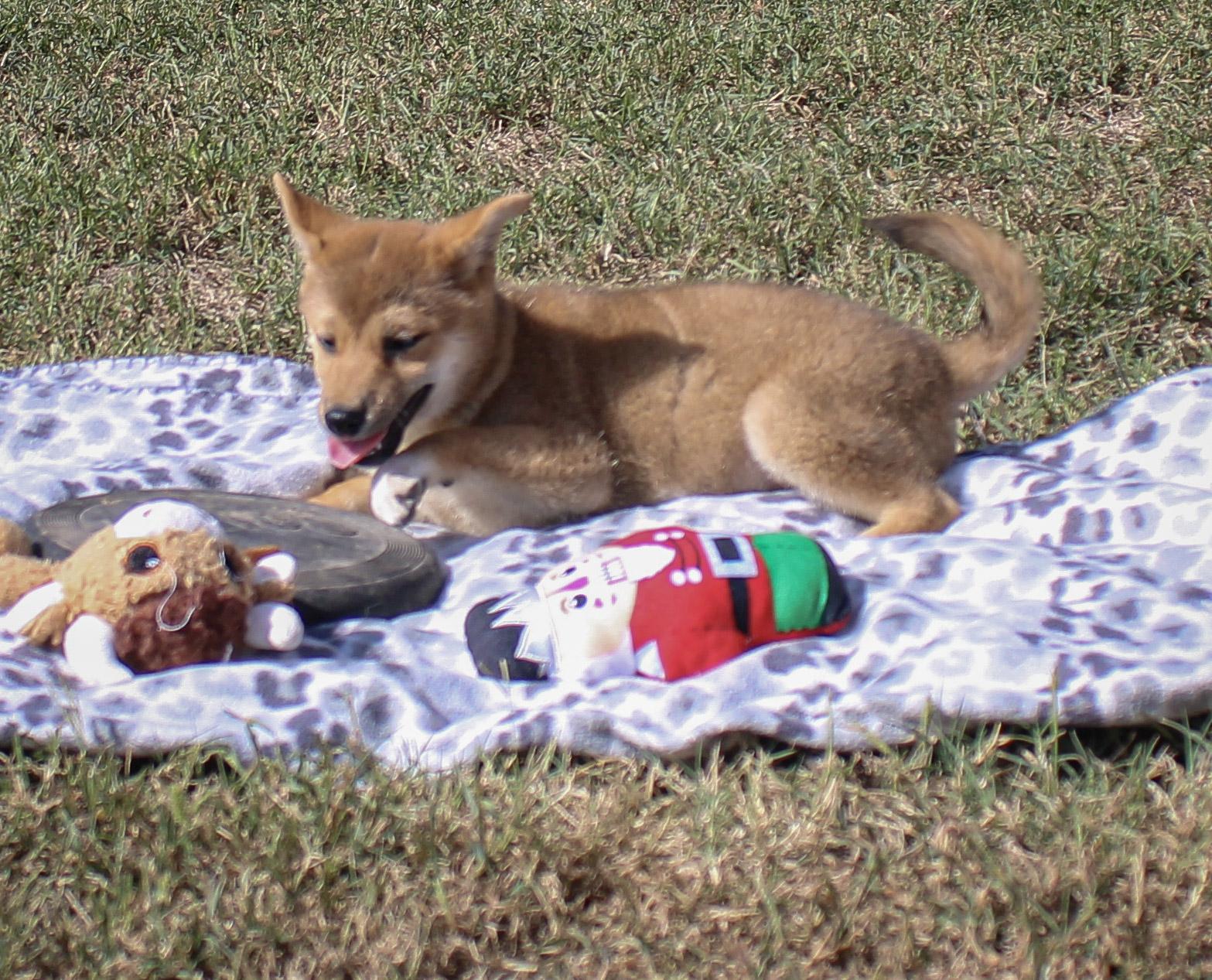 Enlarge Monty, a Adopted Shiba Inu in Neosho, MO image 3/3