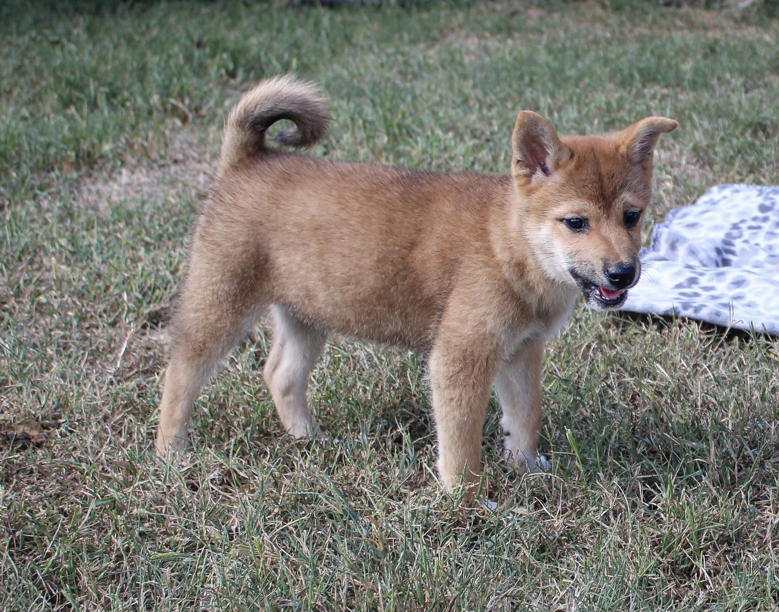 Enlarge Monty, a Adopted Shiba Inu in Neosho, MO image 2/3