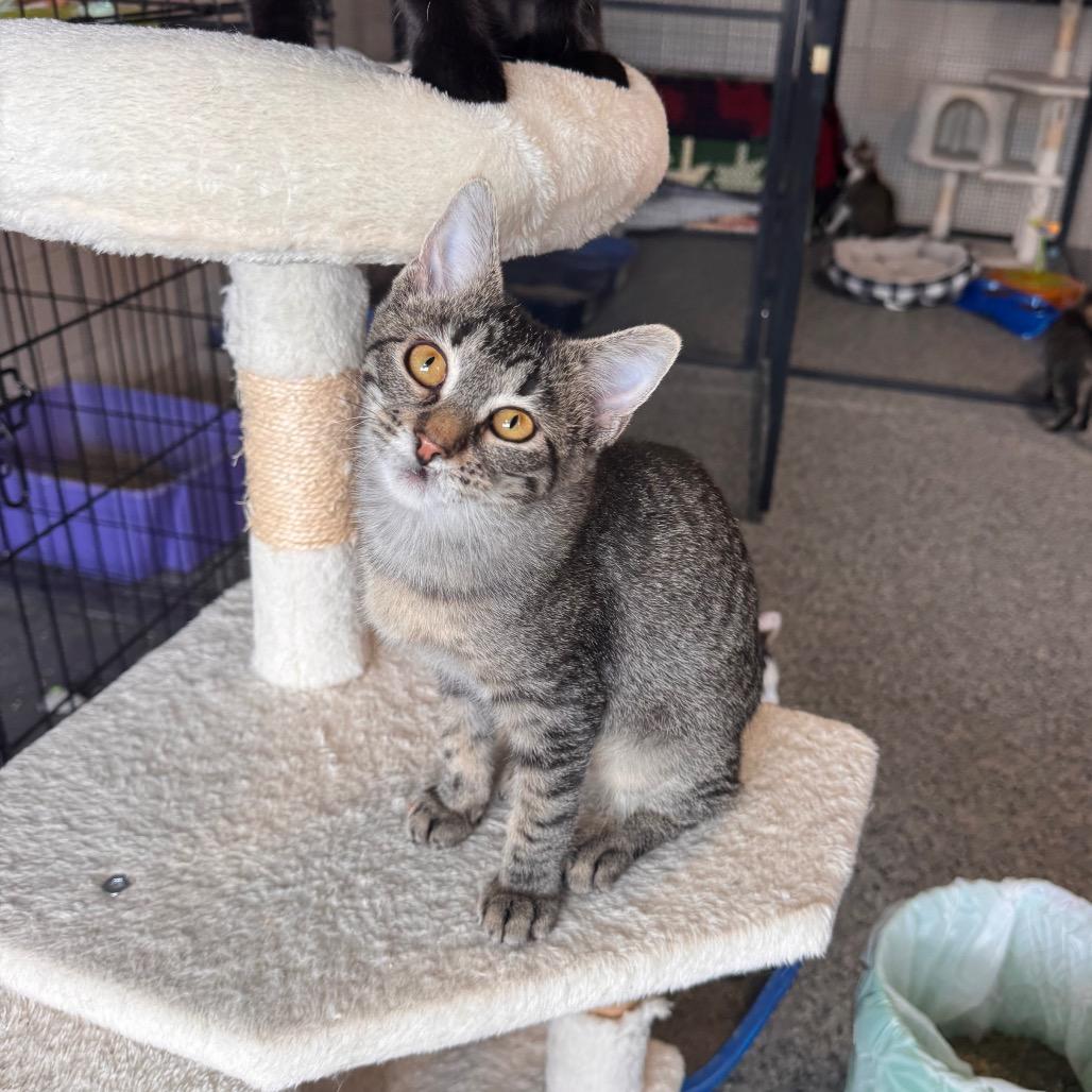 Enlarge Laverne, a Adoptable Domestic Short Hair in Mondovi, WI image 2/3
