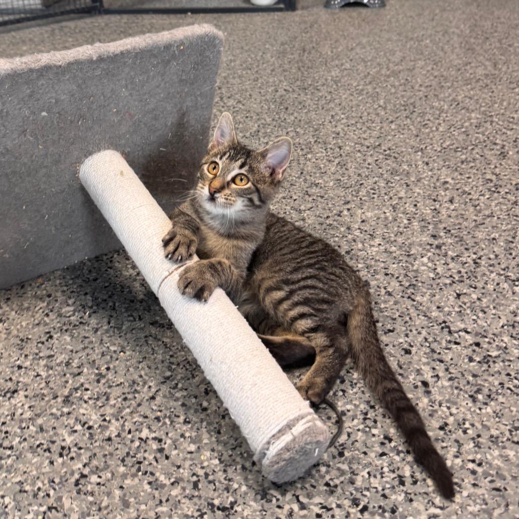Enlarge Laverne, a Adoptable Domestic Short Hair in Mondovi, WI image 3/3