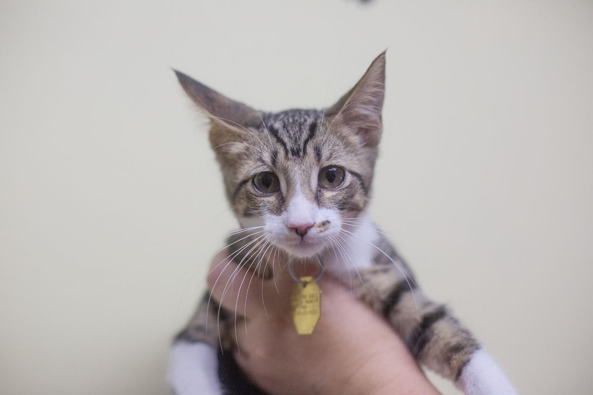 Masala, Adoptable, Kitten Male Domestic Short Hair & Tabby.