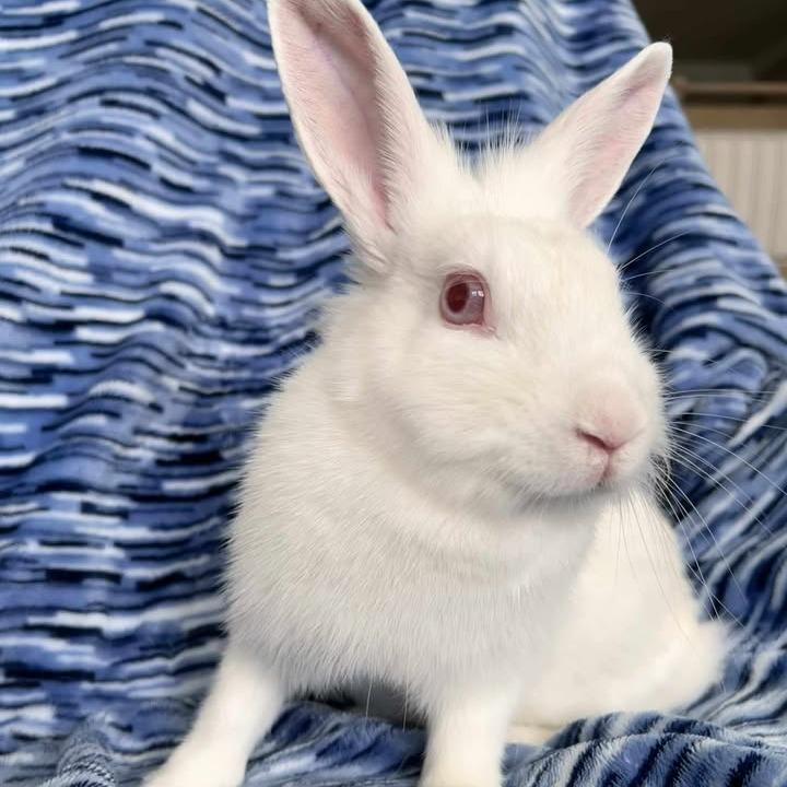 Enlarge Lucky Star, a Adoptable Florida White in Hilliard , FL image 1/3