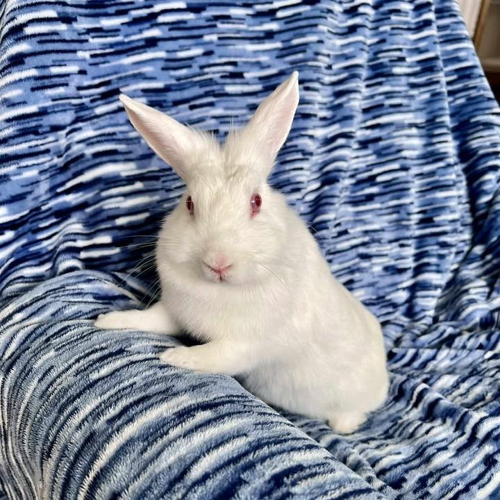 Enlarge Lucky Star, a Adoptable Florida White in Hilliard , FL image 2/3