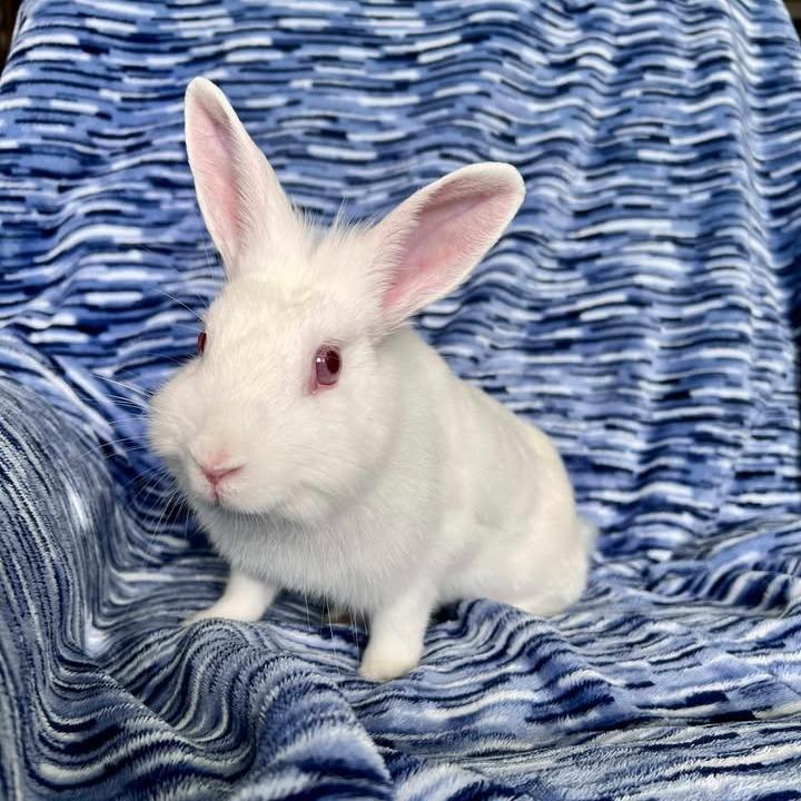 Enlarge Lucky Star, a Adoptable Florida White in Hilliard , FL image 3/3