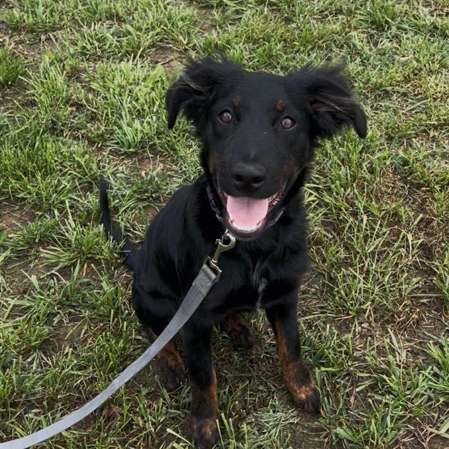 Tux, adopted, Puppy Male Border Collie & Australian Shepherd.
