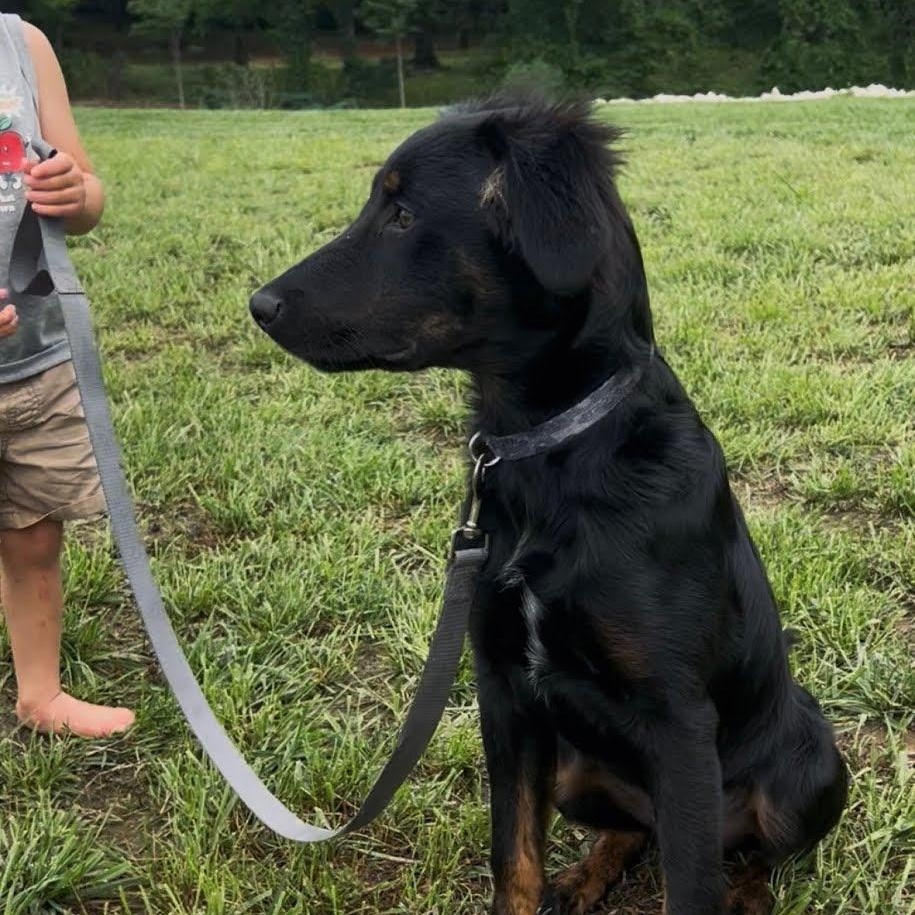 Tux, an adopted mixed breed in Spring hill, TN image 4/4