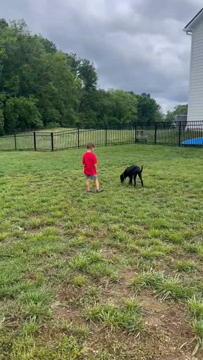 Enlarge Tux, an adopted mixed breed in Spring hill, TN video 3/4