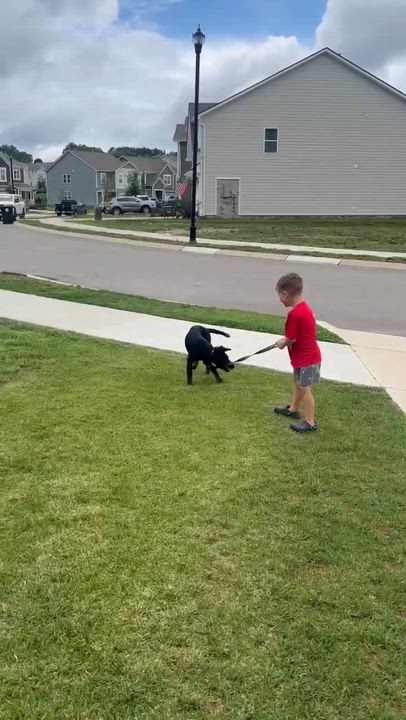 Enlarge Tux, an adopted mixed breed in Spring hill, TN video 2/4