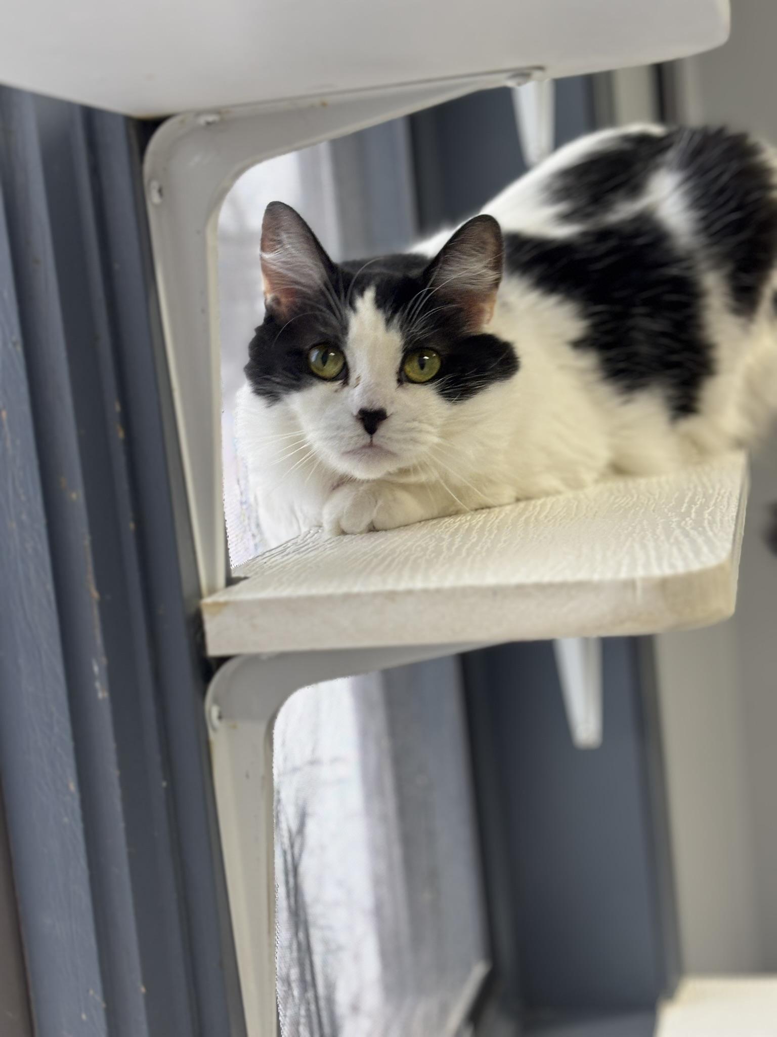 Enlarge PRINCESS KIKO, a ADOPTABLE Domestic Medium Hair in Grand Rapids, MI image 2/6