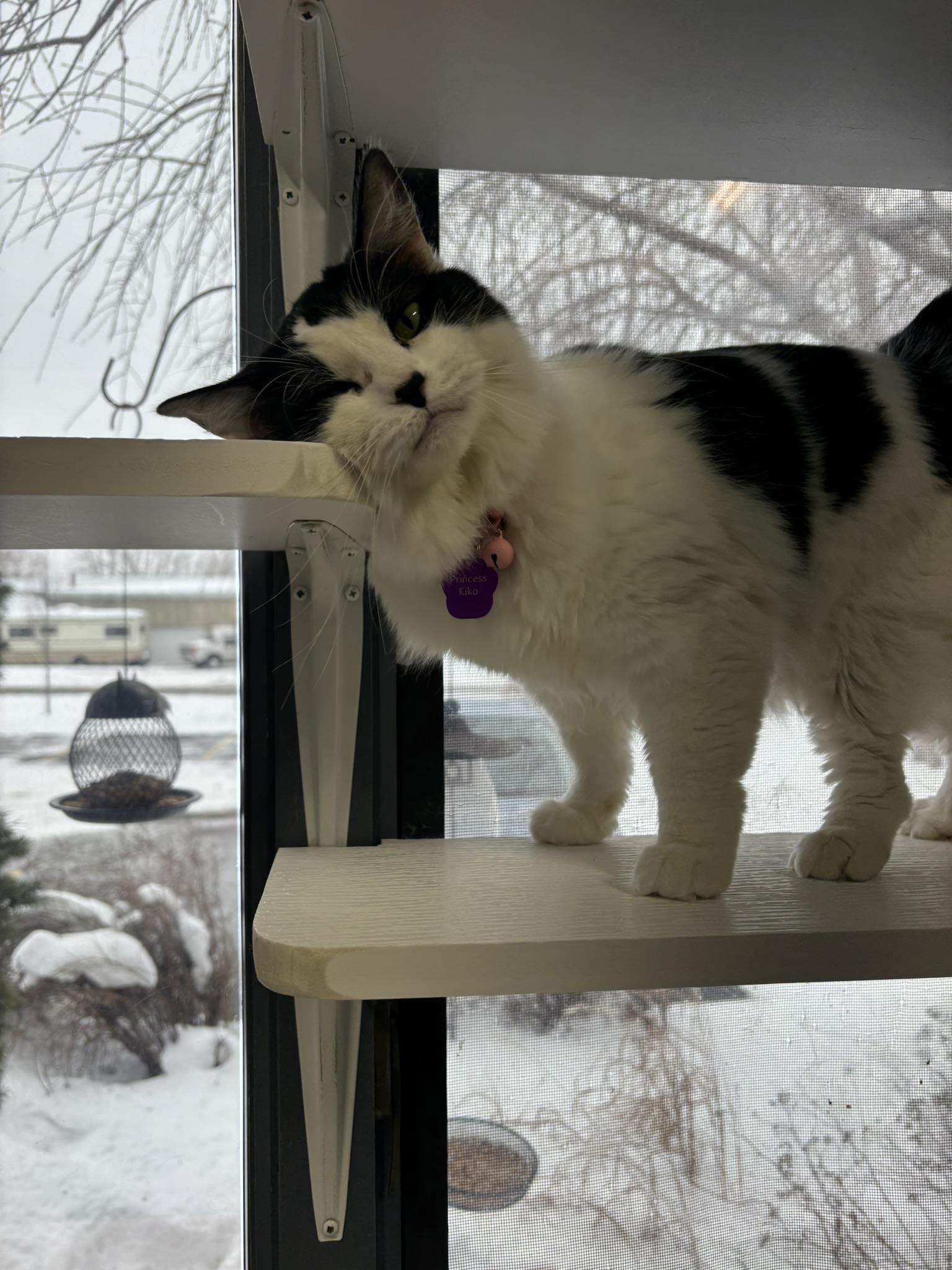 Enlarge PRINCESS KIKO, a ADOPTABLE Domestic Medium Hair in Grand Rapids, MI image 3/6