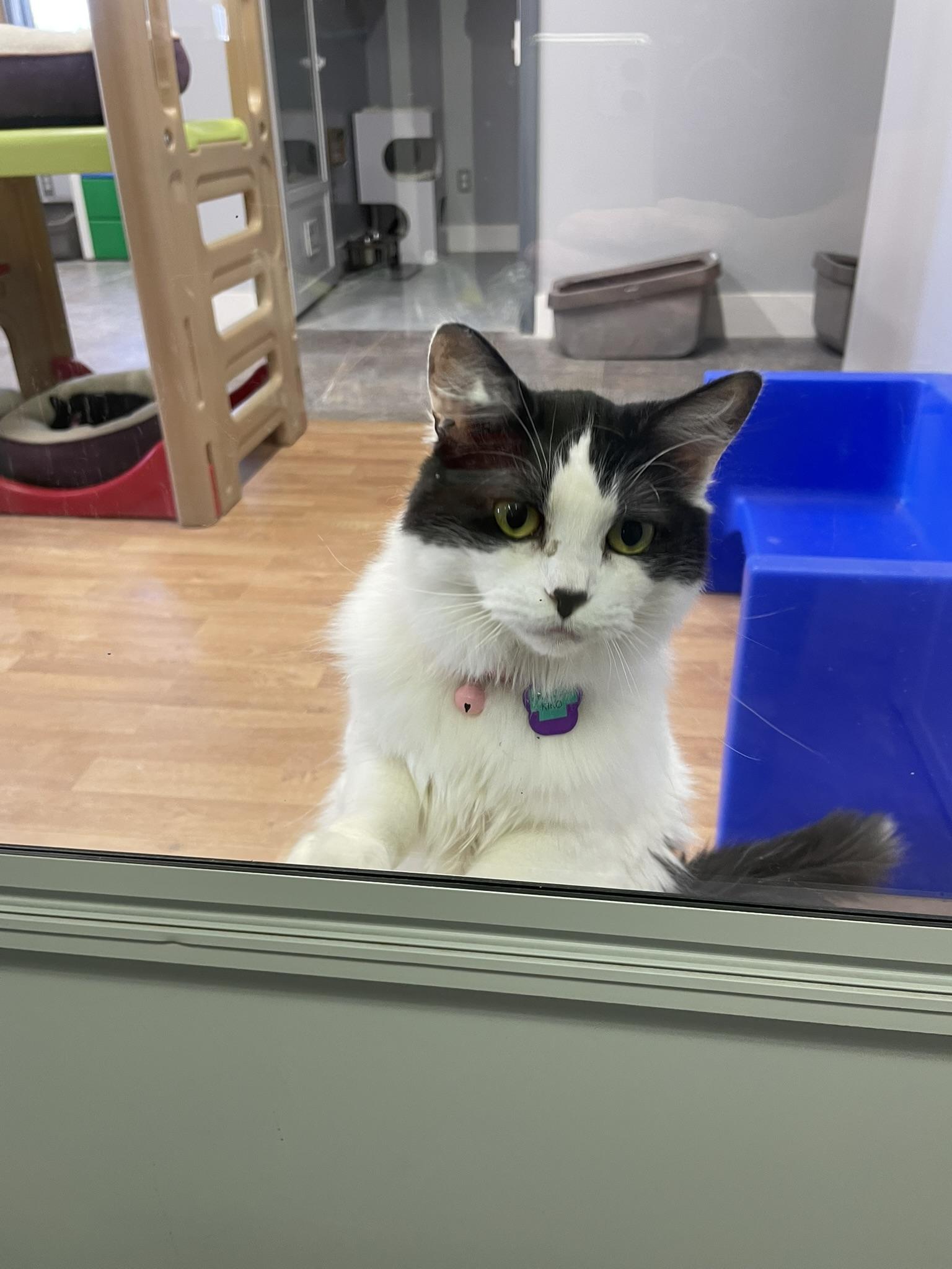 Enlarge PRINCESS KIKO, a ADOPTABLE Domestic Medium Hair in Grand Rapids, MI image 6/6