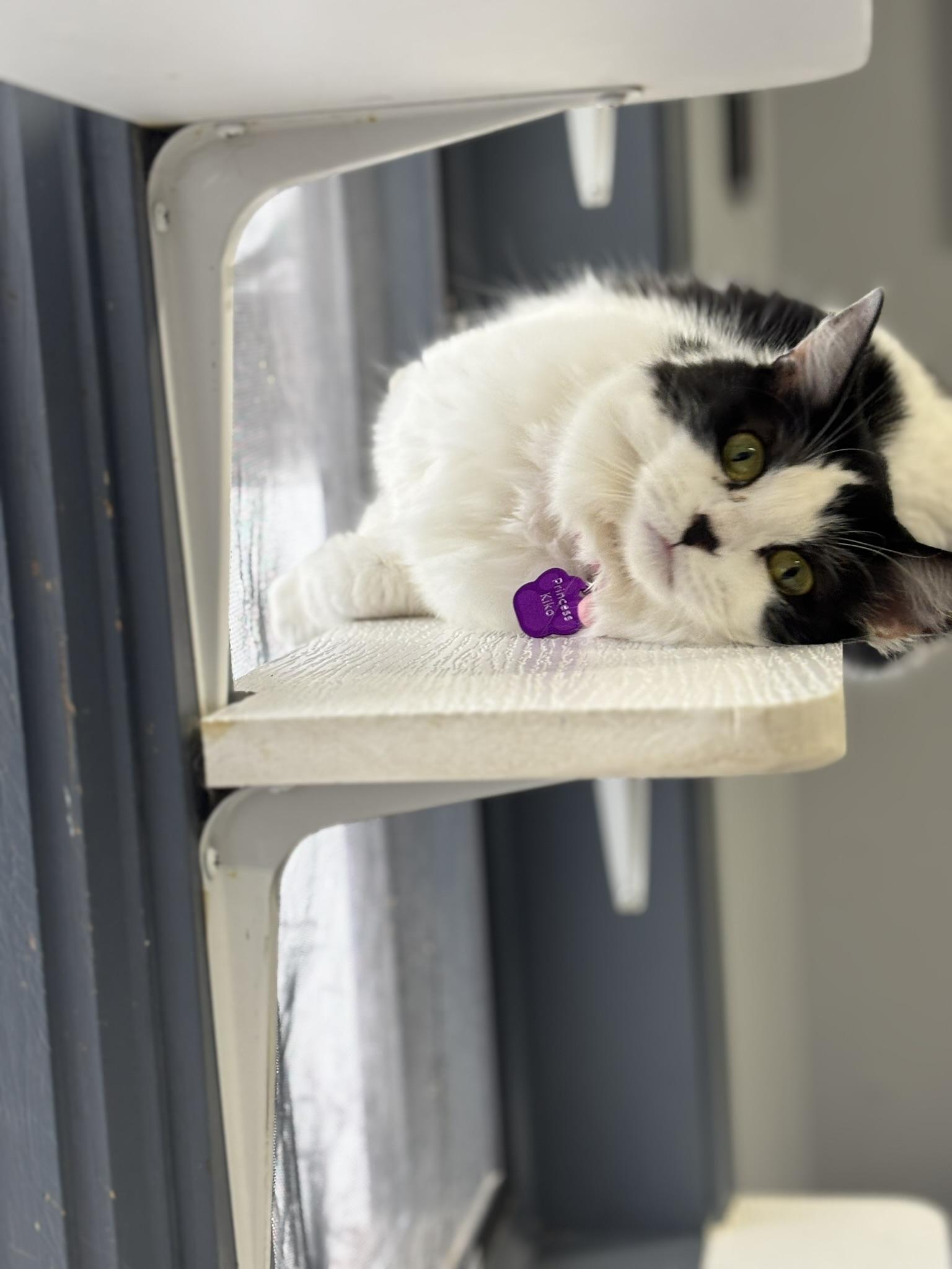 PRINCESS KIKO, ADOPTABLE, Adult Female Domestic Medium Hair.