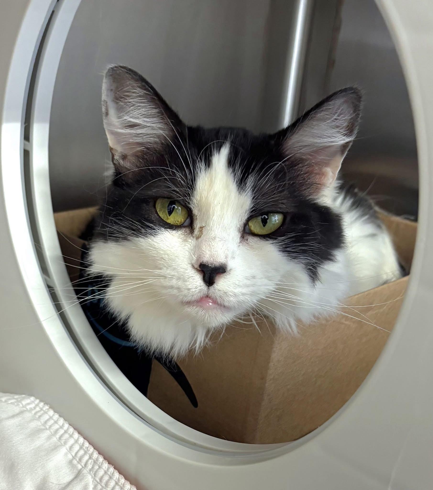 Enlarge PRINCESS KIKO, a ADOPTABLE Domestic Medium Hair in Grand Rapids, MI image 4/6