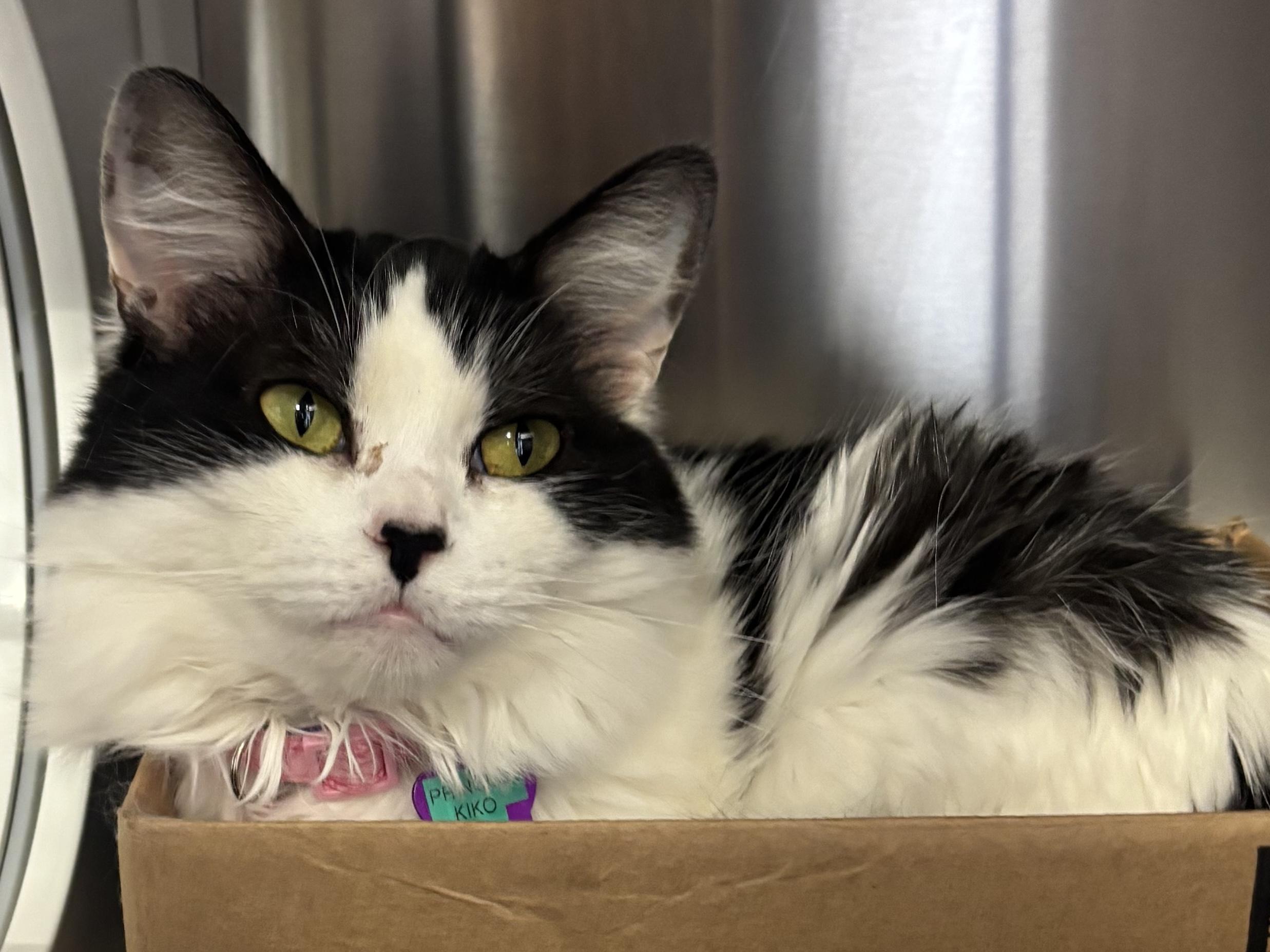 Enlarge PRINCESS KIKO, a ADOPTABLE Domestic Medium Hair in Grand Rapids, MI image 5/6