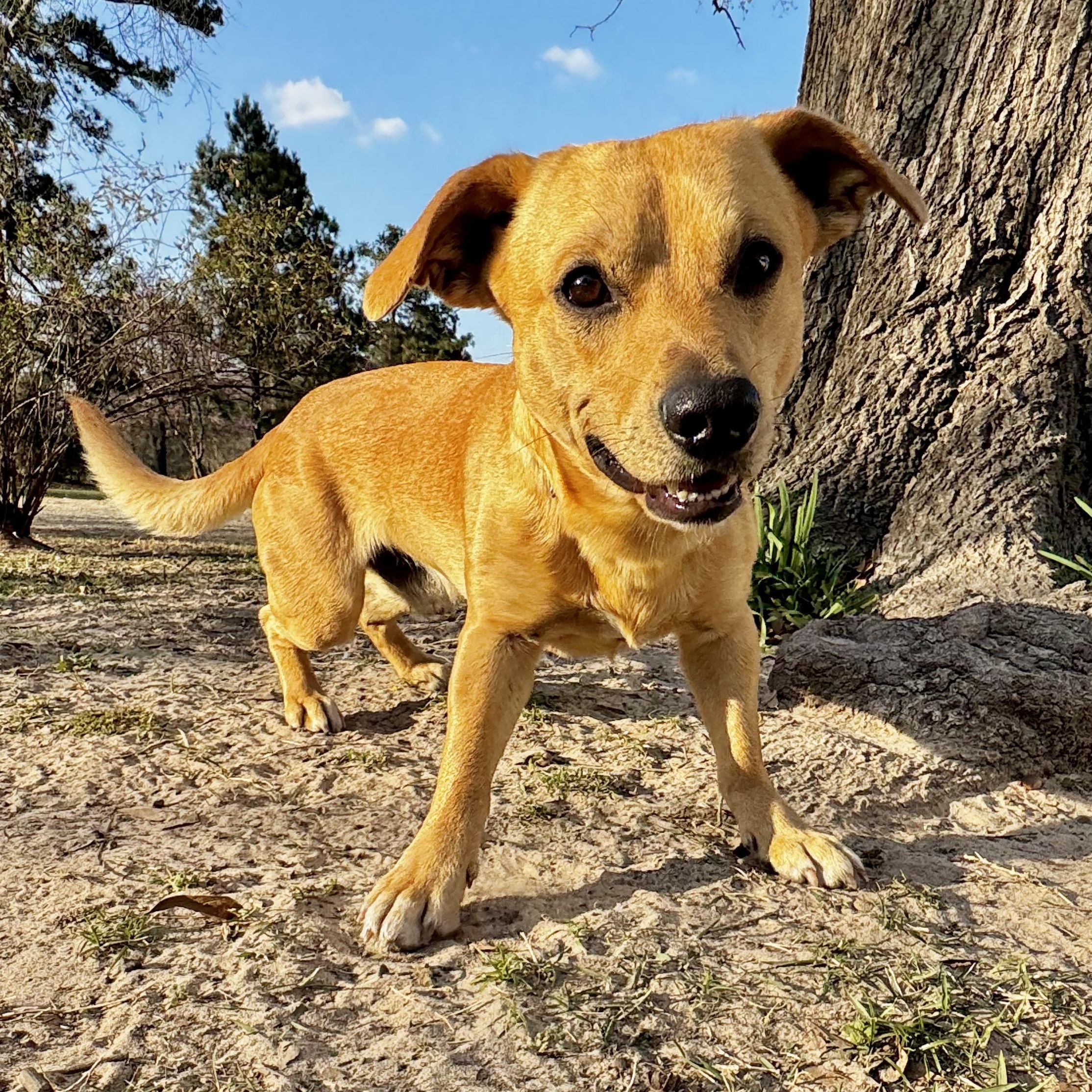 Enlarge Brownie , a ADOPTABLE mixed breed in Boston, MA image 3/6
