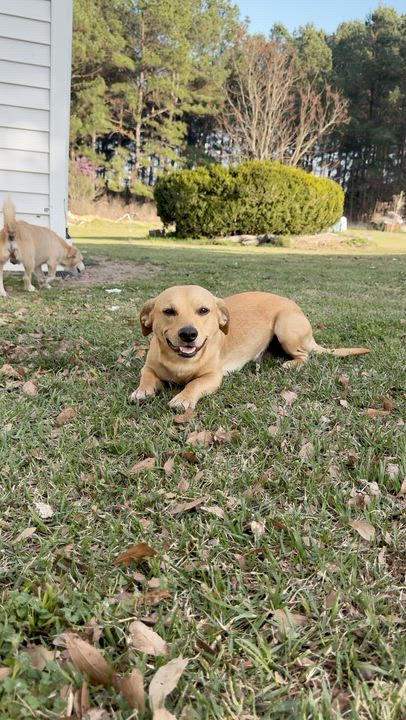 Enlarge Brownie , a ADOPTABLE mixed breed in Boston, MA video 2/6