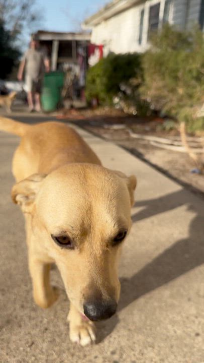 Enlarge Brownie , a ADOPTABLE mixed breed in Boston, MA video 6/6