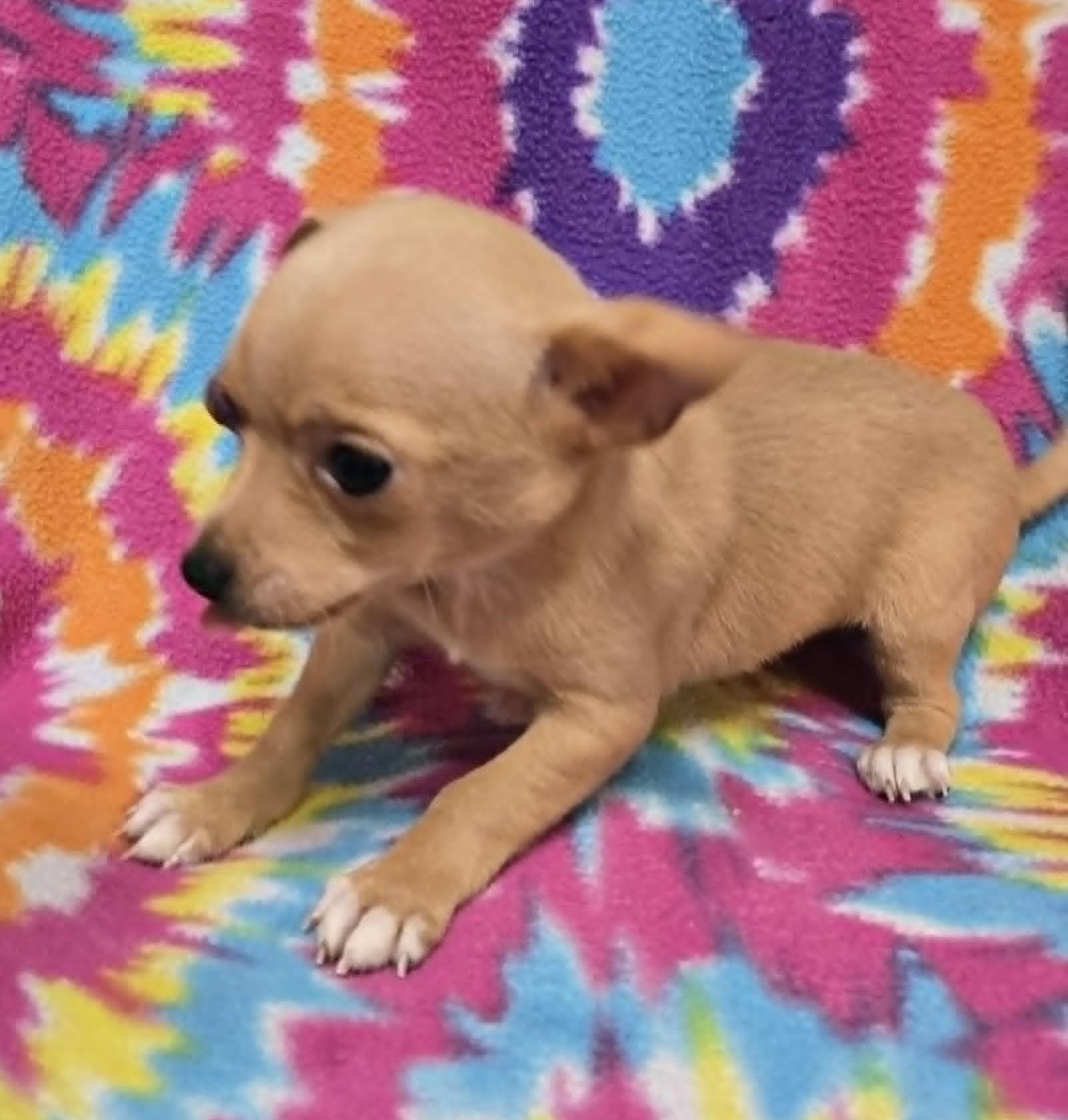 Pecan "Pie", a ADOPTABLE mixed breed in Anderson, SC image 3/4