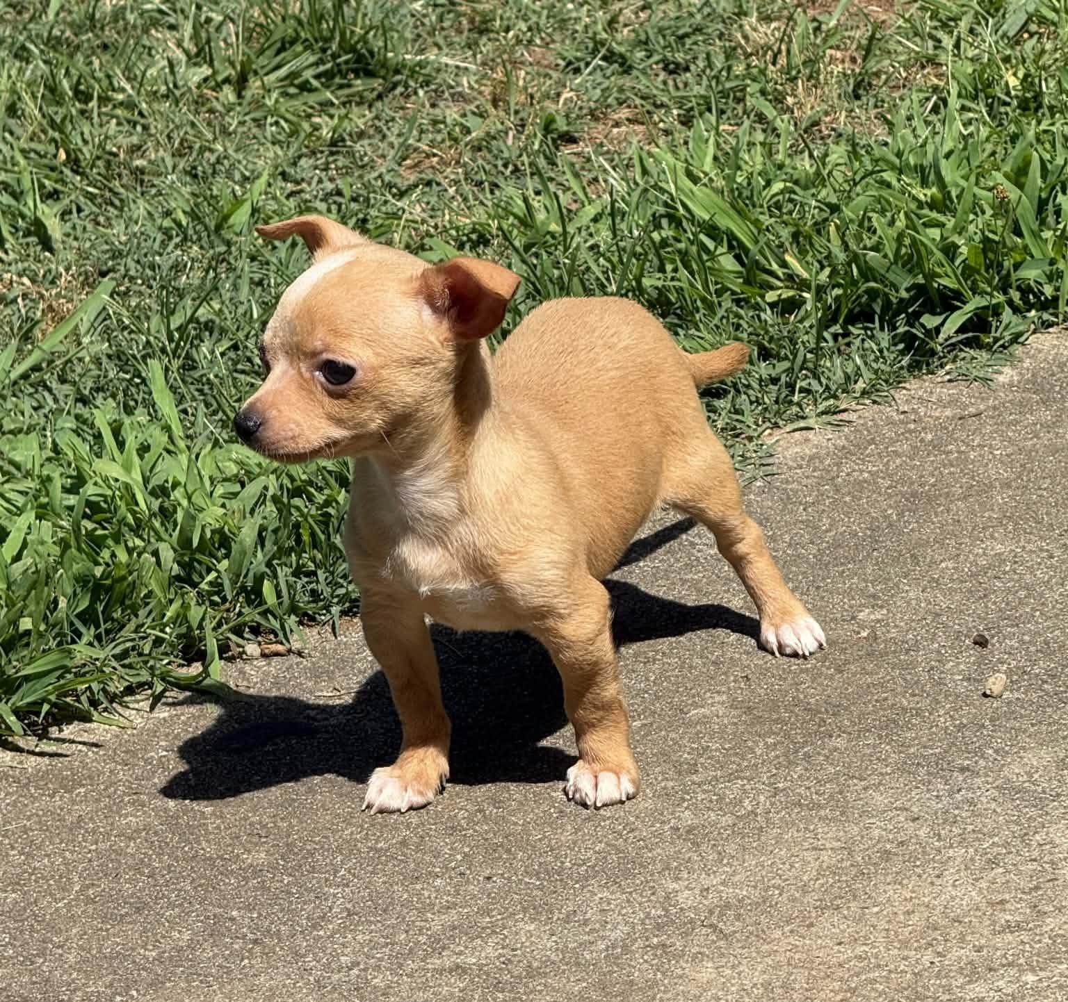 Pecan "Pie", a ADOPTABLE mixed breed in Anderson, SC image 2/4
