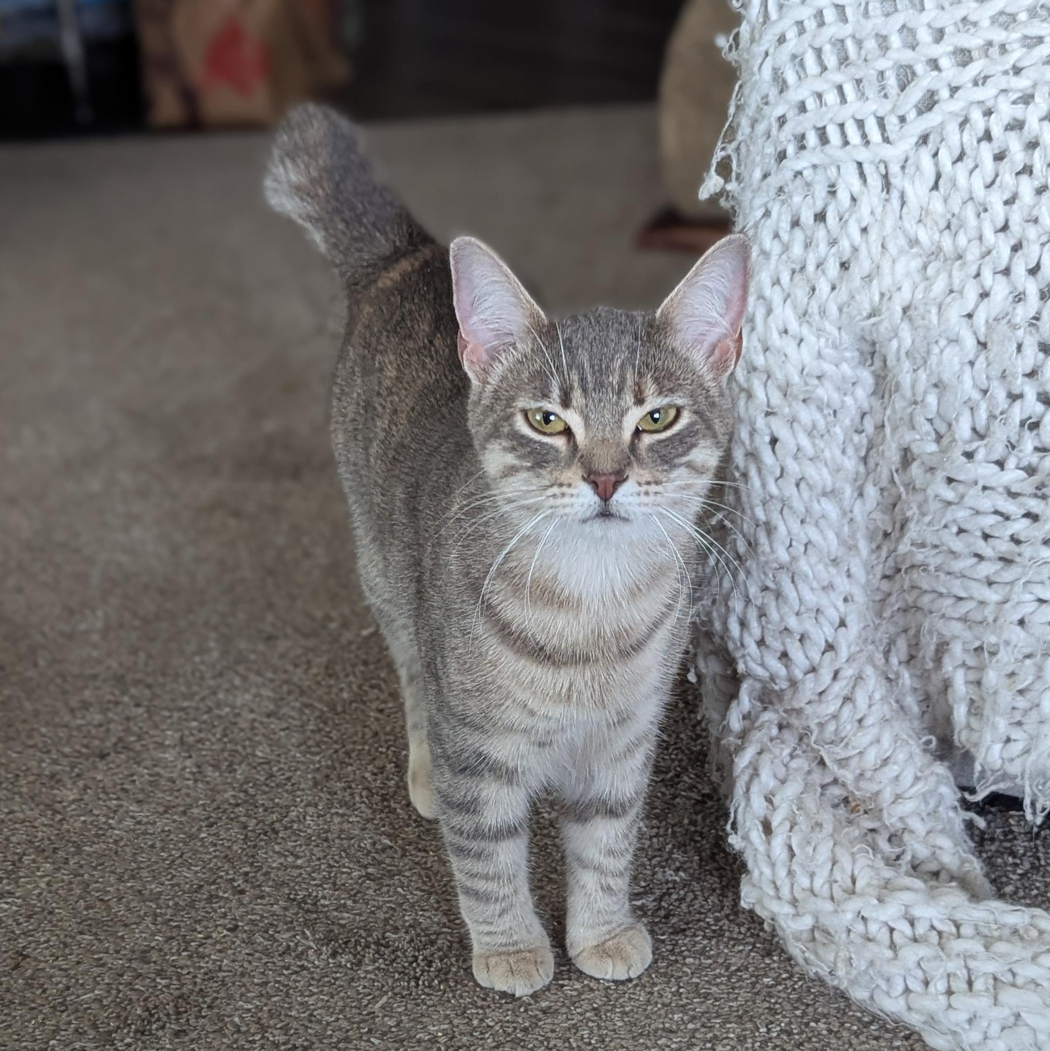 Yeretzi (Bonded with Felipe), adopted, Kitten Female Domestic Short Hair.