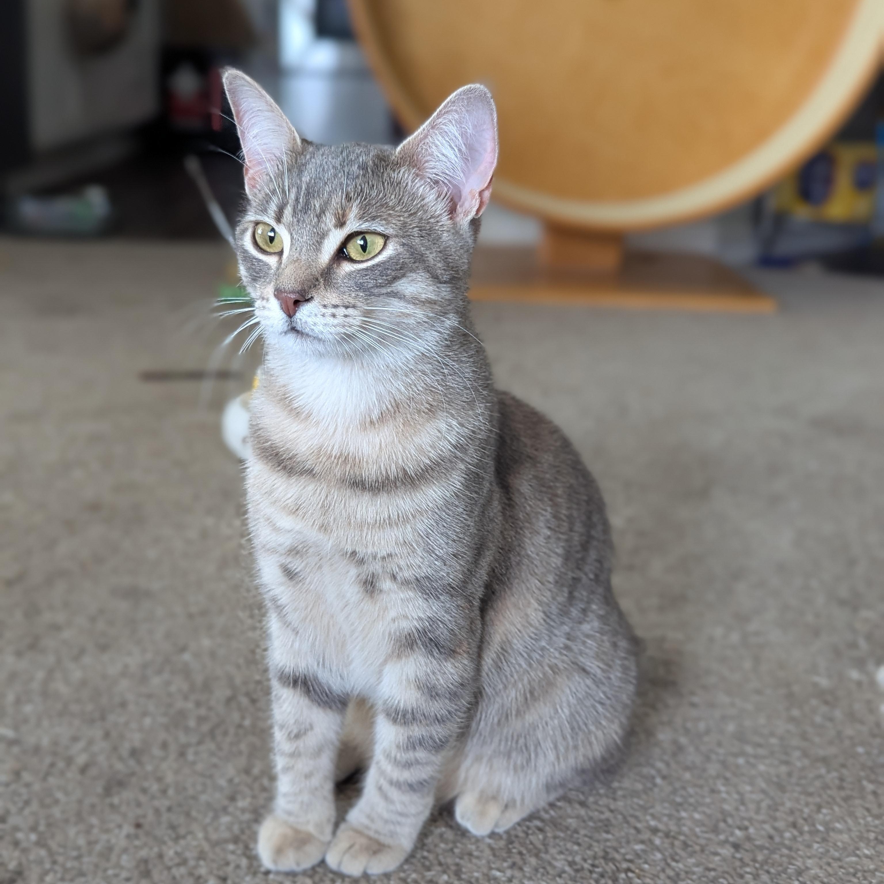 Yeretzi (Bonded with Felipe), an adopted Domestic Short Hair in Atlanta, GA image 3/6