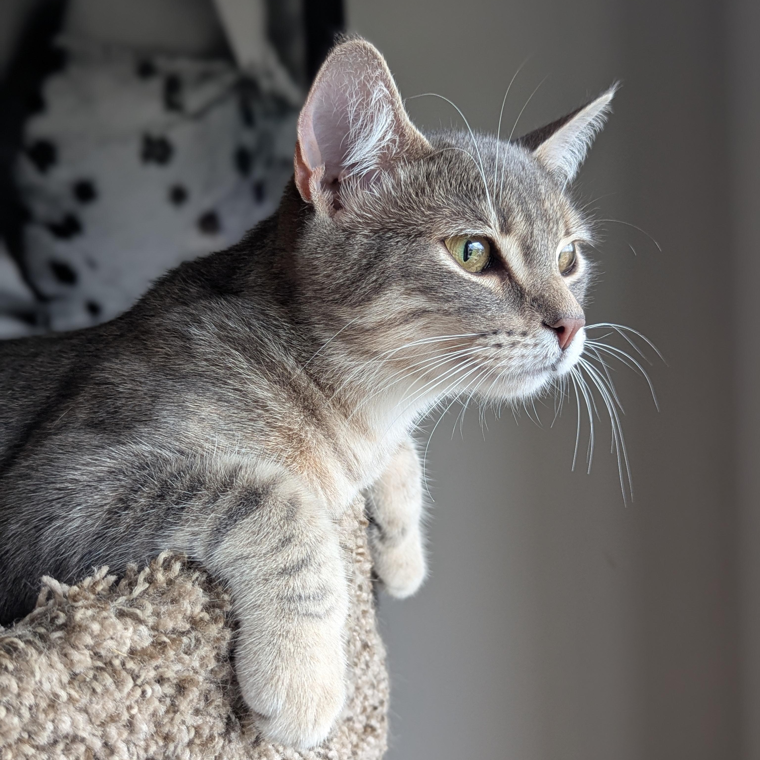 Yeretzi (Bonded with Felipe), an adopted Domestic Short Hair in Atlanta, GA image 2/6