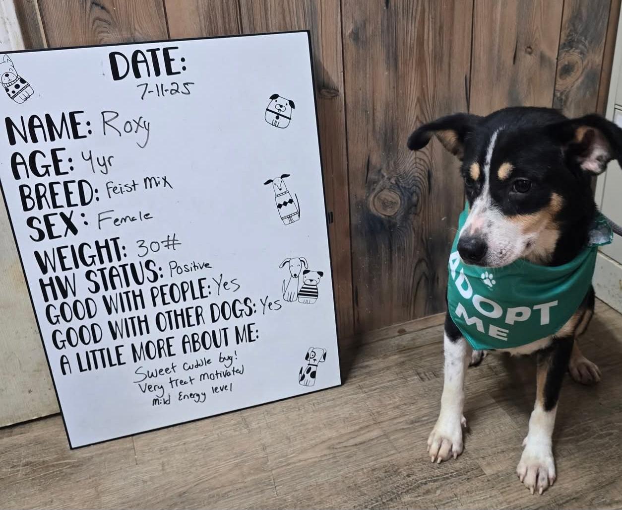 Roxy, a Adoptable mixed breed in Camden, AR image 2/2