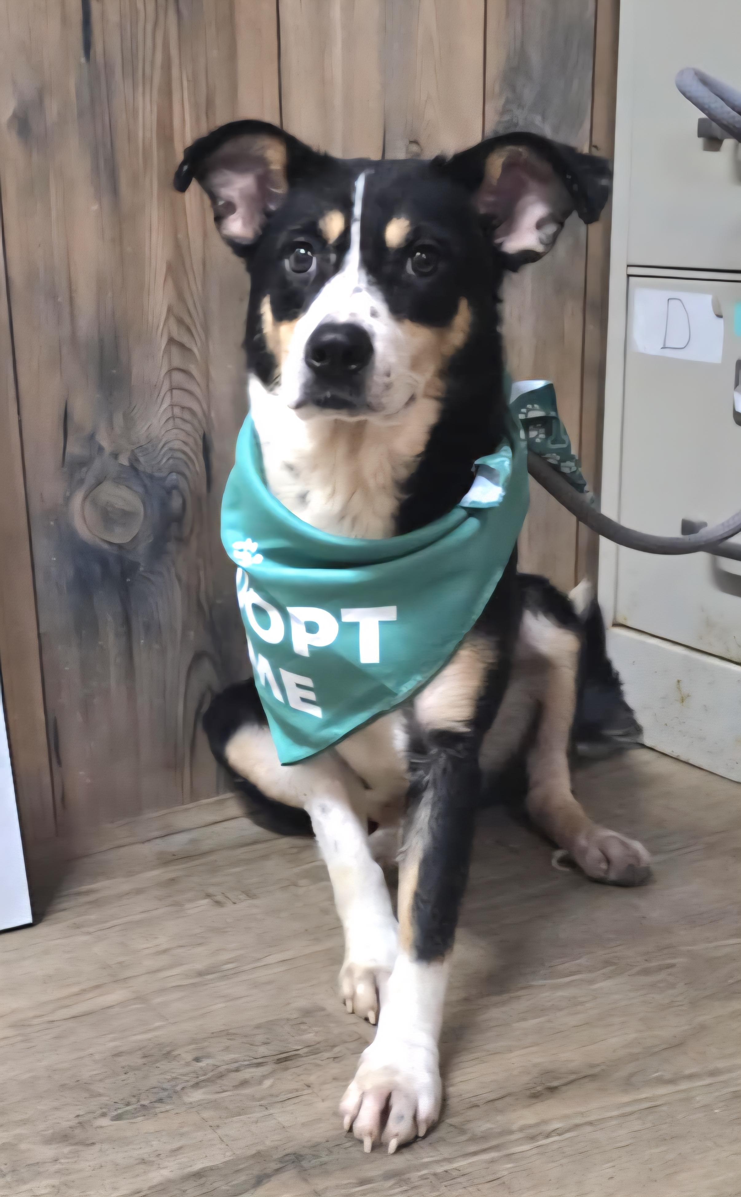 Roxy, a Adoptable mixed breed in Camden, AR image 1/2