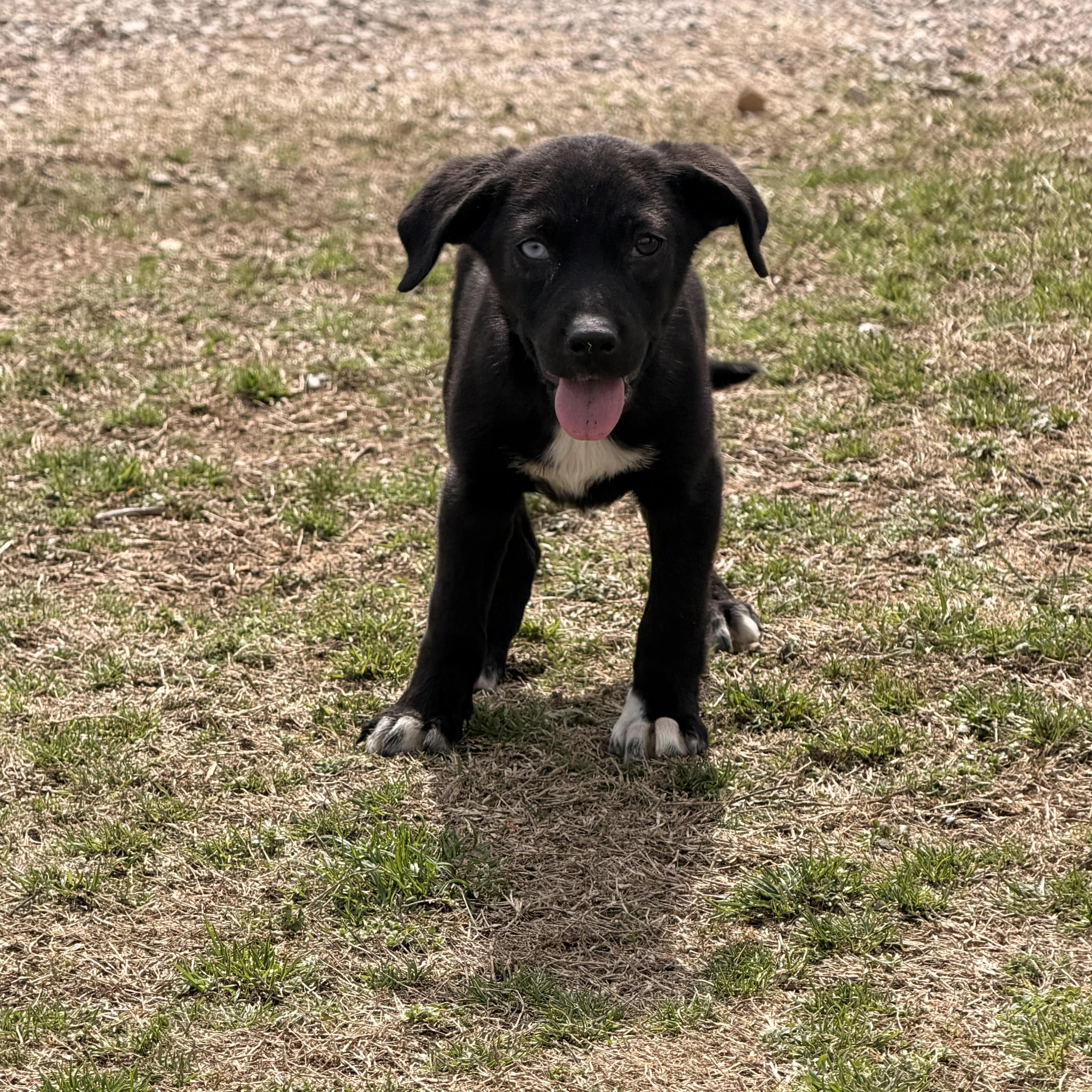 Enlarge Cali, a Adoptable mixed breed in Warrior, AL image 3/4