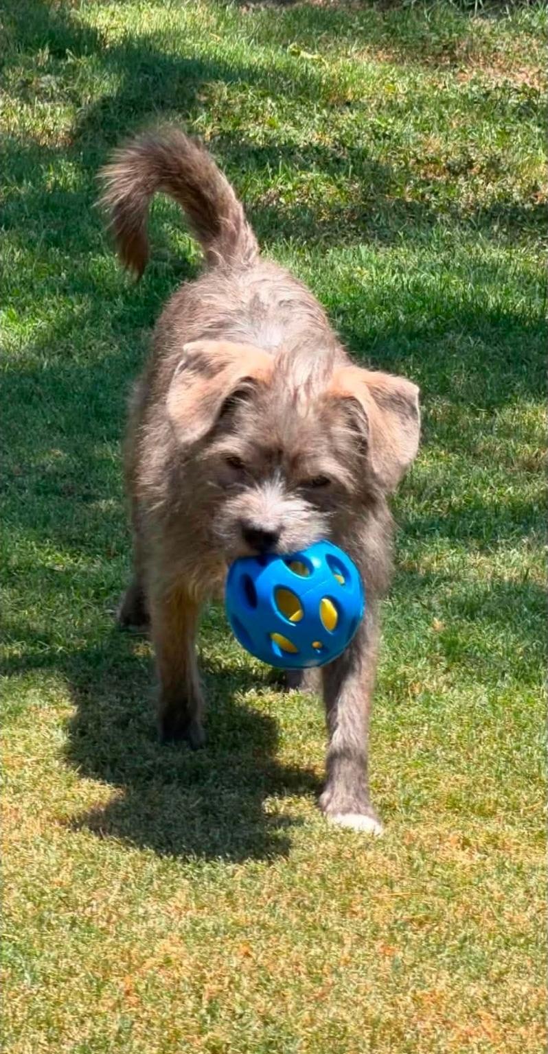Enlarge Chester, a Adoptable mixed breed in Remus, MI image 4/6