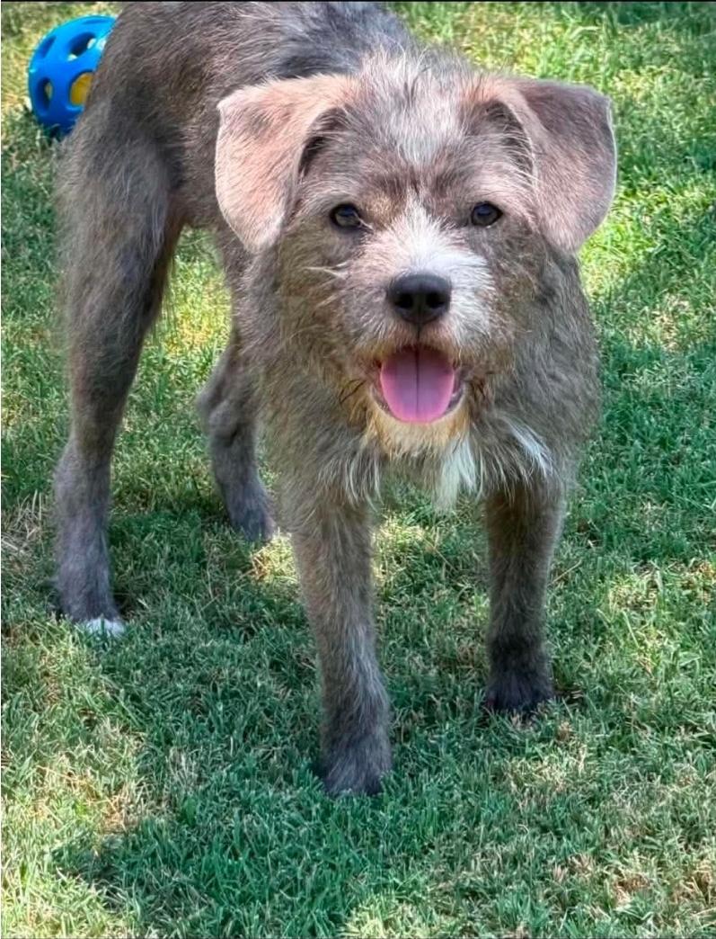 Enlarge Chester, a Adoptable mixed breed in Remus, MI image 2/6