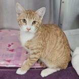 Enlarge Owen, a Adoptable Domestic Short Hair in Santa Cruz, CA image 2/3