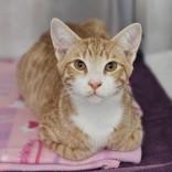 Enlarge Owen, a Adoptable Domestic Short Hair in Santa Cruz, CA image 1/3