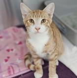 Enlarge Owen, a Adoptable Domestic Short Hair in Santa Cruz, CA image 3/3