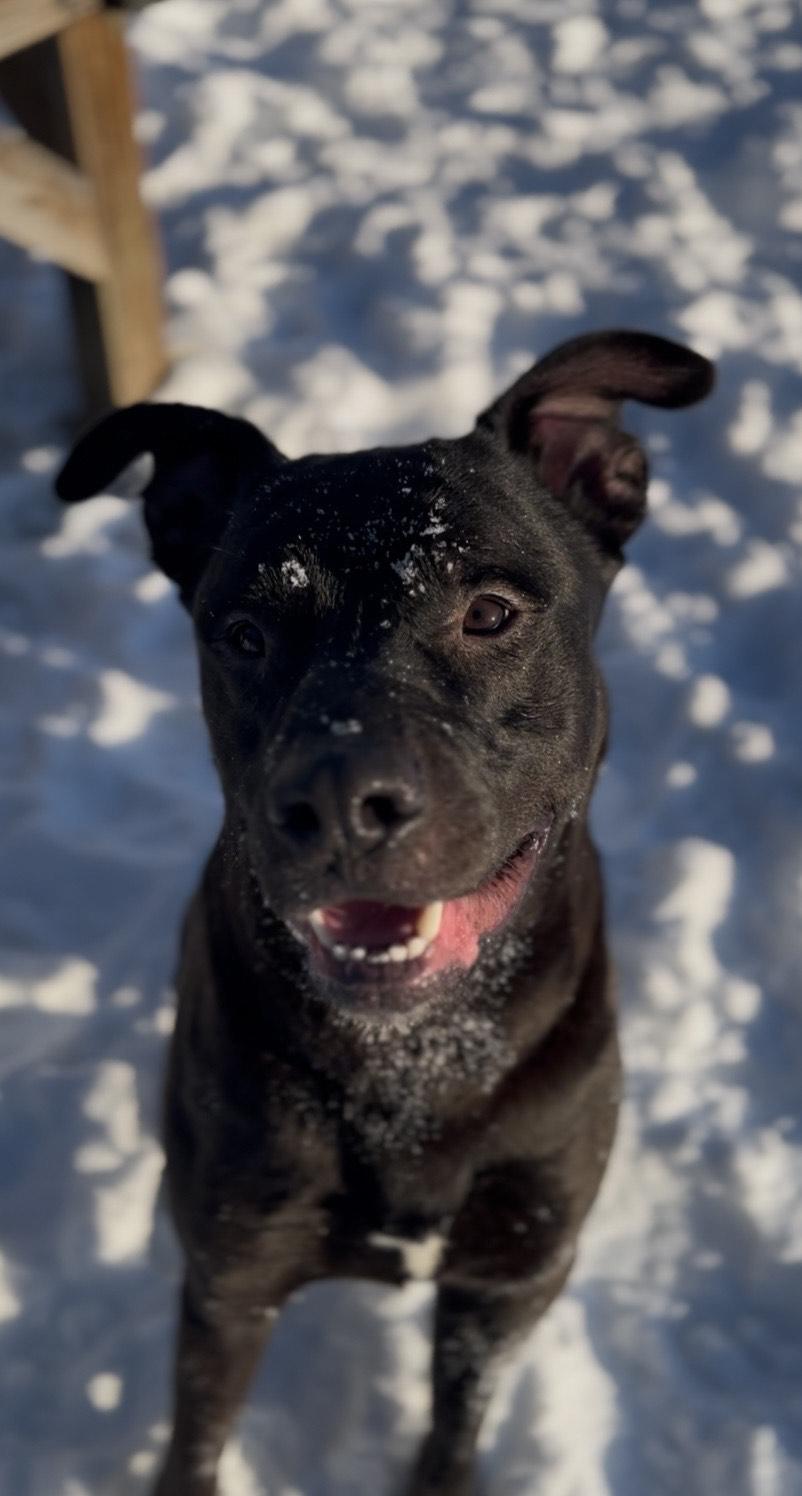 Enlarge Boone , a ADOPTABLE mixed breed in Orleans, VT image 1/2